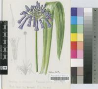 Agapanthus inapertus P.Beauv. subsp. pendulus (L.Bolus) F.M.Leight.