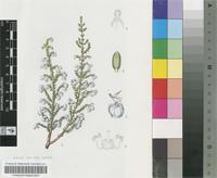 Erica formosa Thunb.