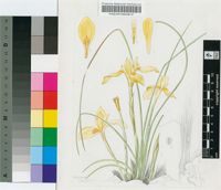 Moraea galpinii (Baker) N.E.Br.