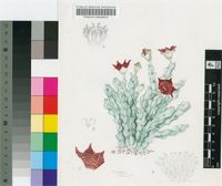Caralluma socotrana (Balf.f.) N.E.Br.