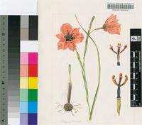Moraea insolens Goldblatt