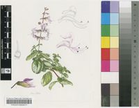Orthosiphon pseudoserratus M.Ashby