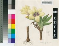 Babiana pygmaea (Burm.f.) Baker