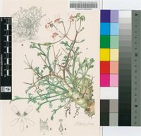 Pelargonium crithmifolium Sm.