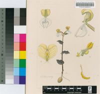 Disperis johnstonii Rchb.f. ex Rolfe