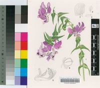 Polygala fruticosa P.J.Bergius