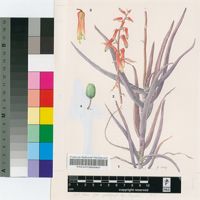 Aloe antandroi (Decary) H.Perrier