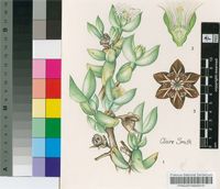 Astridia ruschii L.Bolus