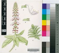 Plectranthus coeruleus (Gürke) Agnew