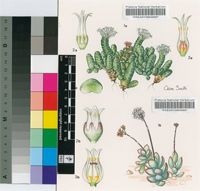 Crassula sericea Schönland var. sericea