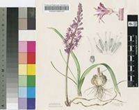 Lachenalia macgregoriorum W.F.Barker