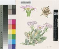 Astridia velutina Dinter & Schwantes
