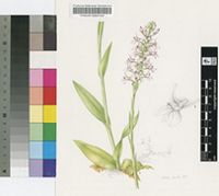 Satyridium rostratum Lindl.