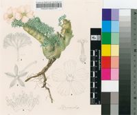 Sarcocaulon peniculinum Moffett