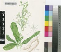 Bonatea polypodantha (Rchb.f.) L.Bolus