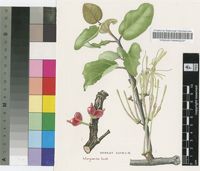 Erianthemum dregei (Eckl. & Zeyh.) Tiegh.