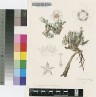 Sarcocaulon multifidum E.Mey. ex R.Knuth