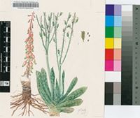 Gasteria bicolor Haw. var. bicolor