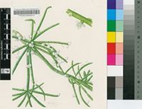 Rhipsalis baccifera (Roem. & Schult.) Stapf subsp. mauritiana (DC.) Barthlott