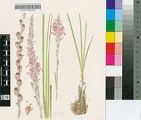 Gladiolus rufomarginatus G.J.Lewis