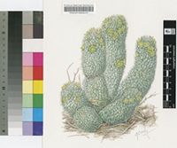 Hoodia flava (N.E.Br.) Plowes