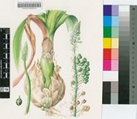 Ornithogalum longibracteatum Jacq.