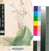 Streptocarpus pole-evansii I.Verd.