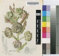 Pachycarpus grandiflorus (L.f.) E.Mey.