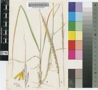 Trachypogon spicatus (L.f.) Kuntze