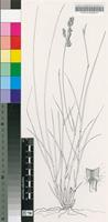 Eragrostis capensis (Thunb.) Trin.