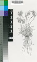 Dregeochloa pumila (Nees) Conert