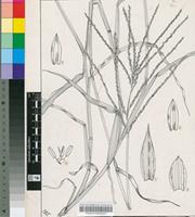 Digitaria debilis (Desf.) Willd.