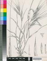 Bromus maximus Desf.