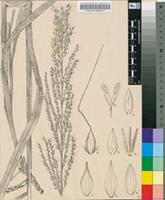 Arundinella ecklonii Nees