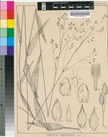Panicum aequinerve Nees