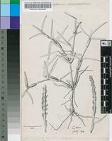 Stenotaphrum secundatum (Walter) Kuntze