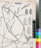Panicum arrectum T.Durand & Schinz