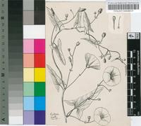 Convolvulus arvensis L.
