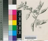 Solanum nigrum L.