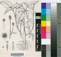 Bidens pilosa L.