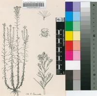 Gnaphalium undulatum L.