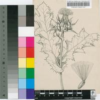 Silybum marianum (L.) Gaertn.