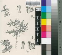 Euphorbia inaequilatera Sond.