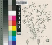 Stellaria media (L.) Vill.
