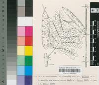 Acacia condyloclada Chiov.