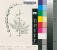 Acacia gummifera Willd.