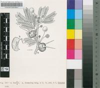 Acacia burttii Baker f.