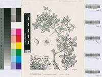 Rhus pterota C.Presl