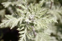Artemisia afra Jacq. ex Willd.