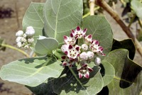 Calotropis procera (Aiton) R.Br.
